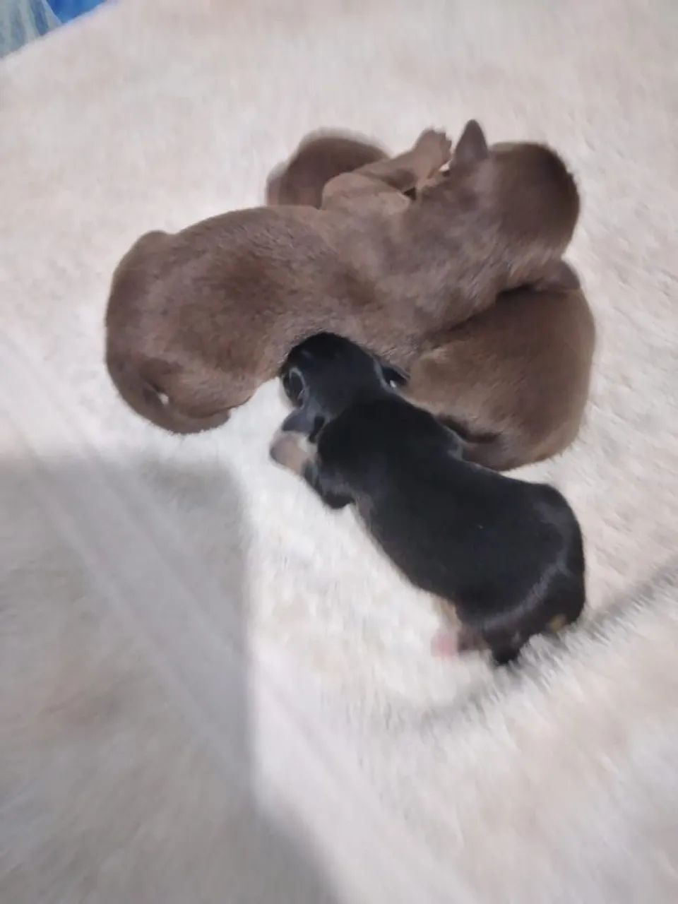 Pinscher  - Foto 5