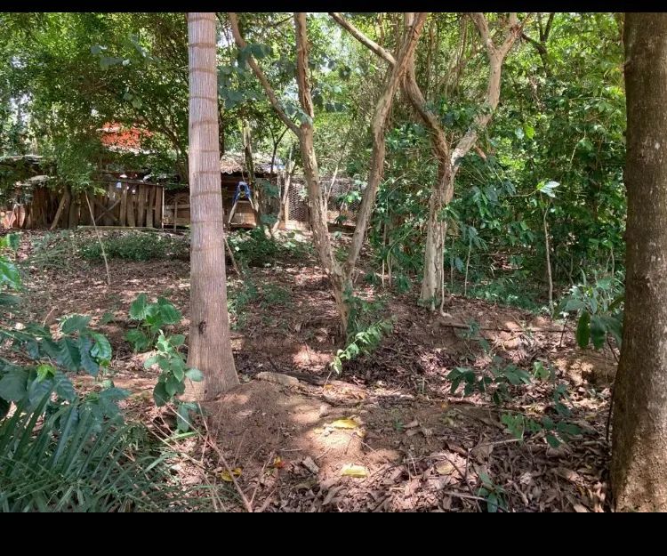 Lote  - Foto 2