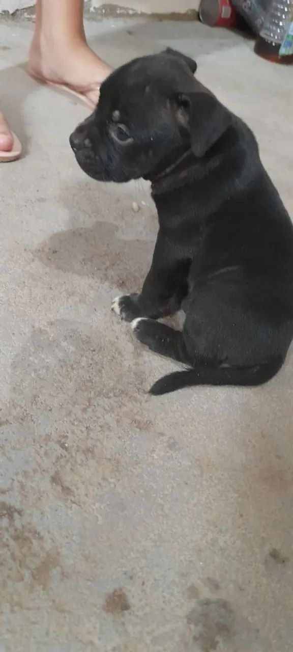 American Bully  - Foto 3
