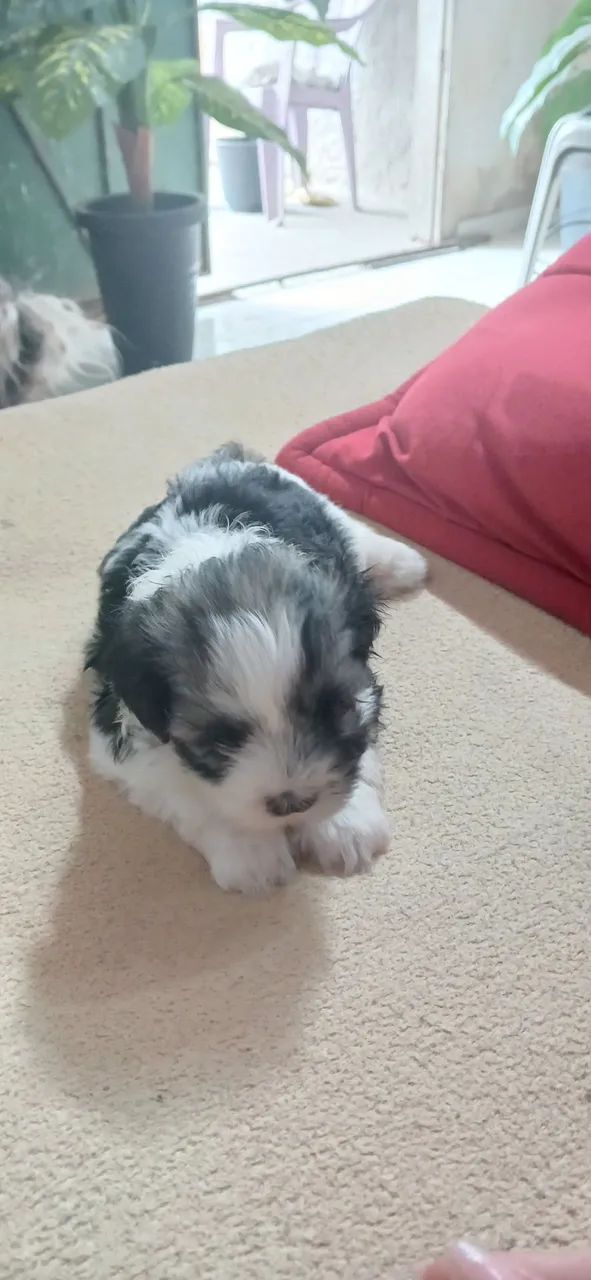 Cachorro buldo - Foto 2