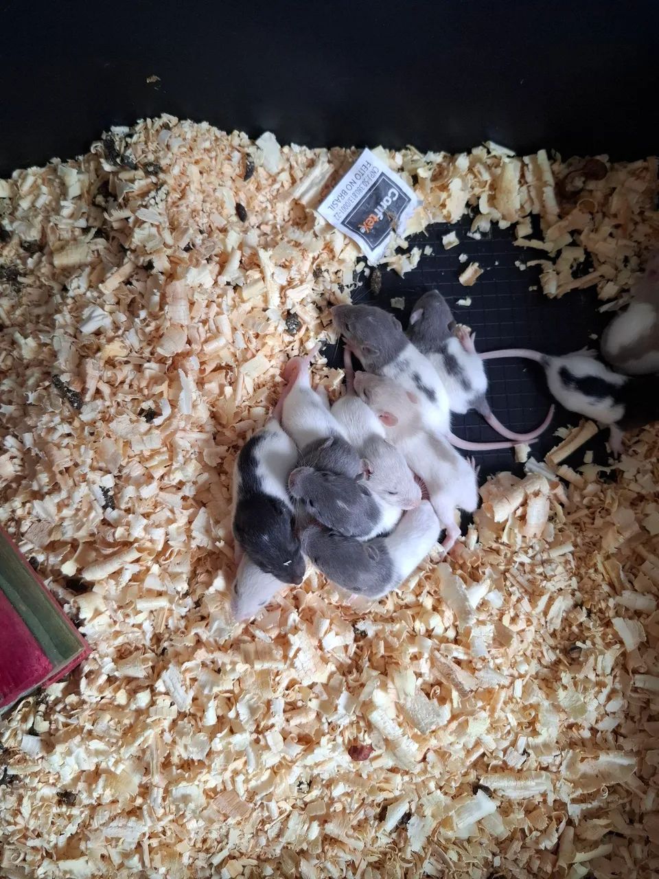 Filhotes de Rato twister  - Foto 3