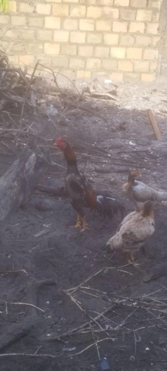 Frango de raça  - Foto 3