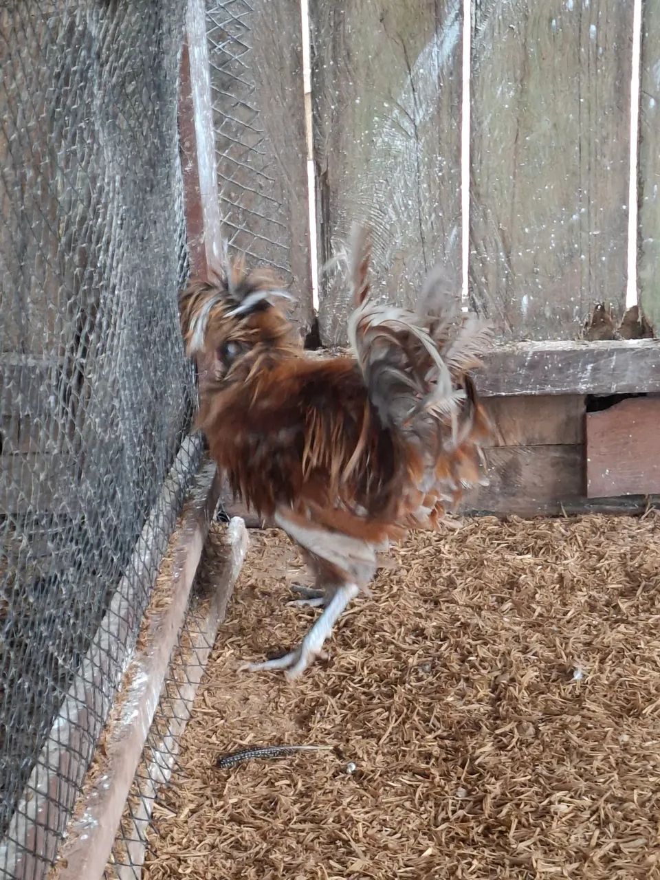 Galo polonês frisado   - Foto 5