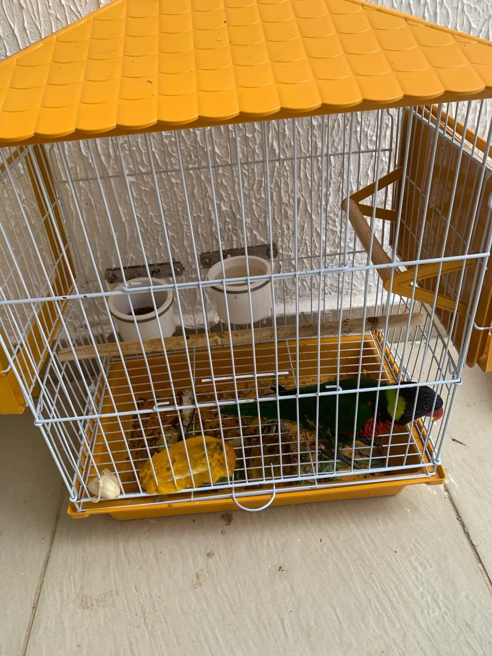 Pets Exóticos de estimação  - Foto 4