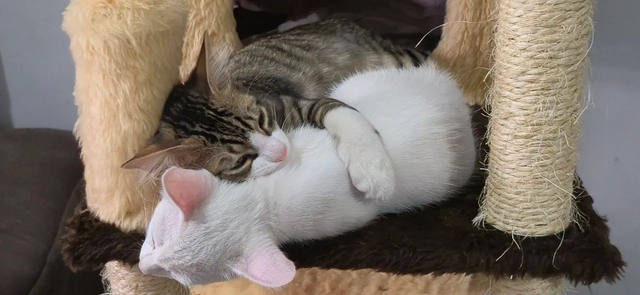 Gatos para adoção responsável  - Foto 3