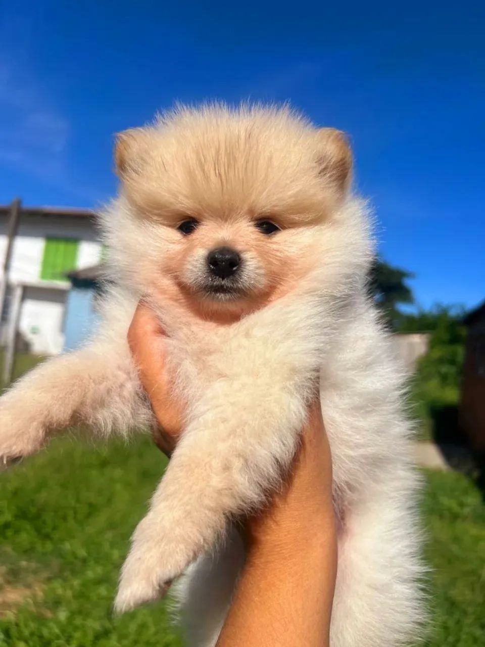 ? Lulu da Pomerânia legítimo - fofura garantida! - Foto 2