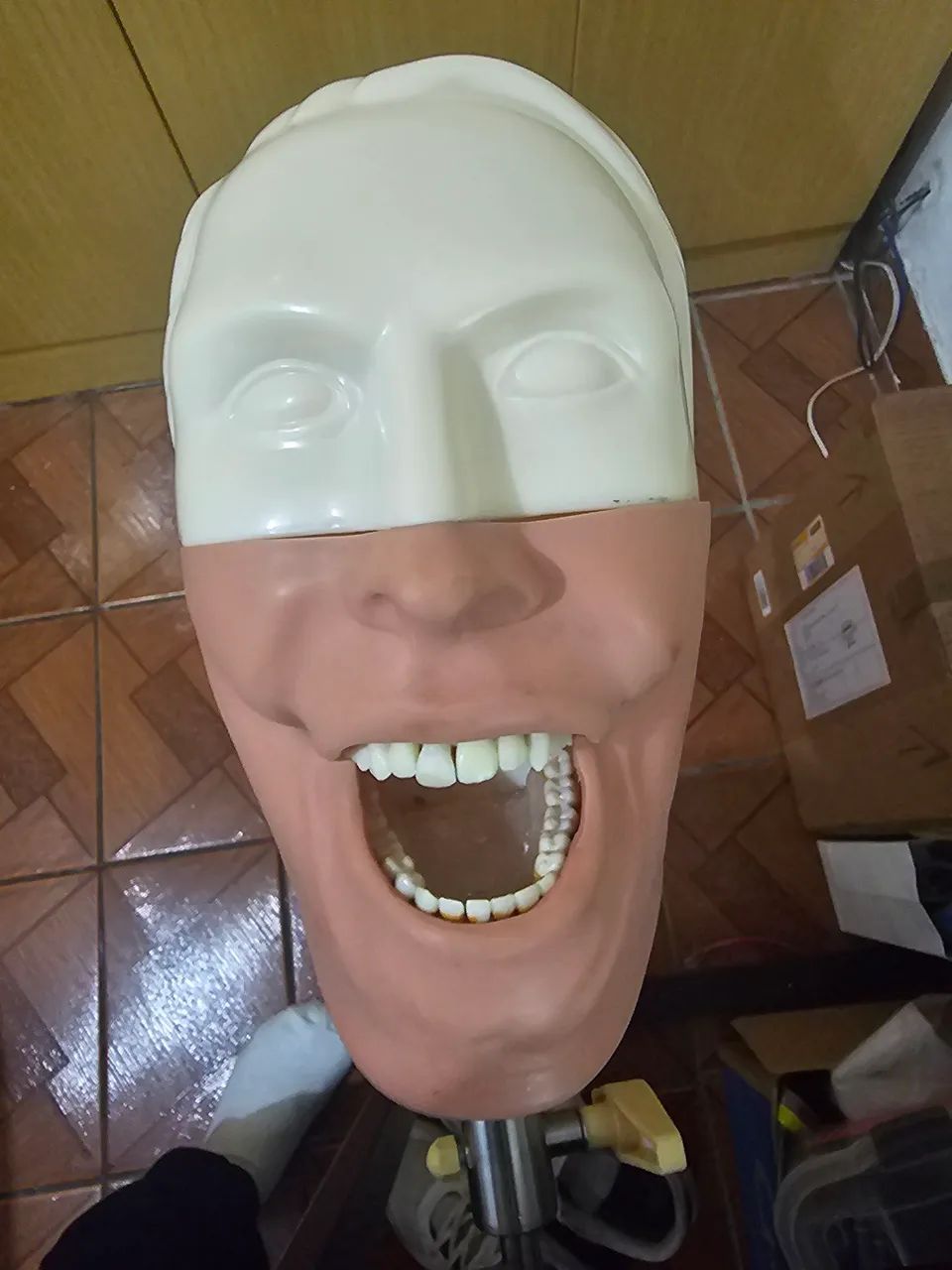 Maniquim odontológico bob