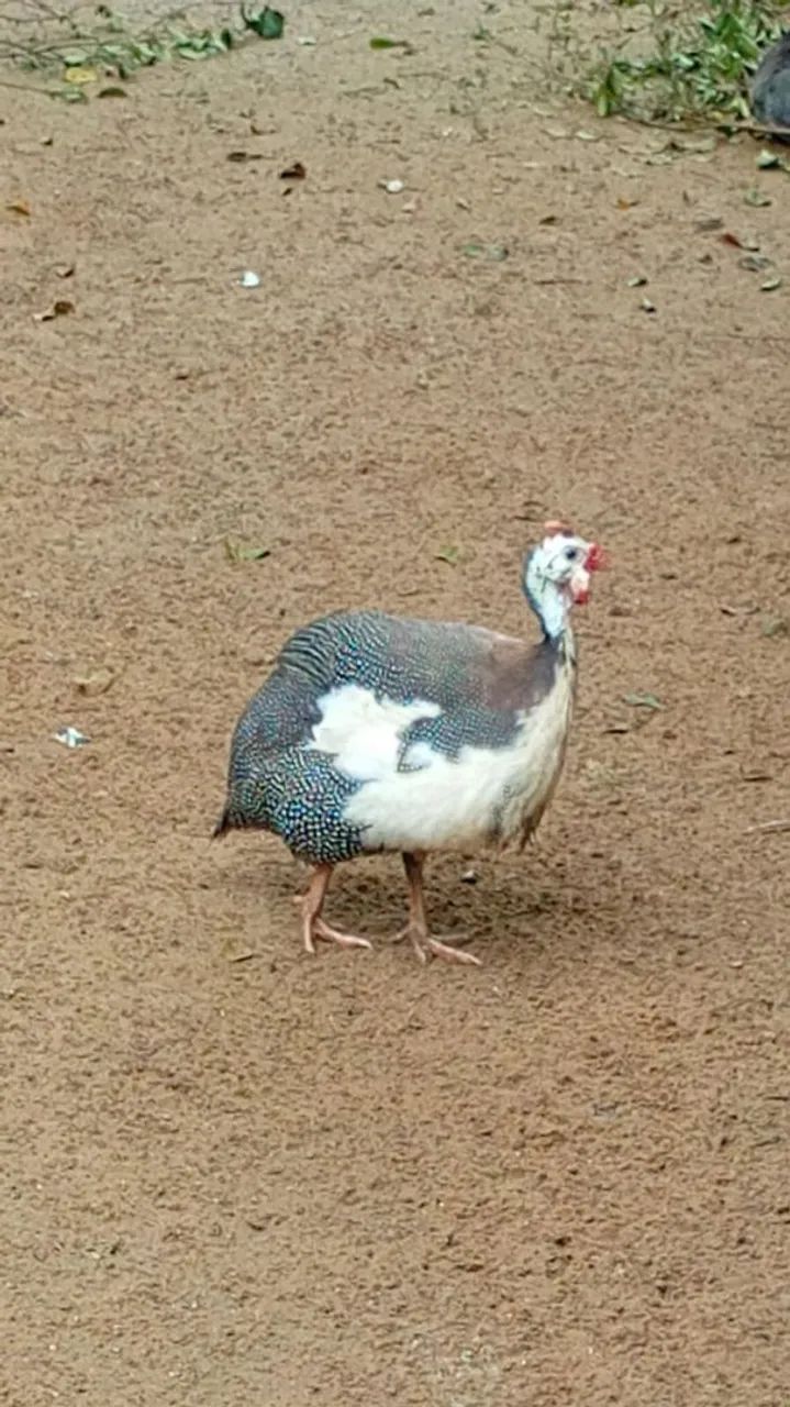 Galinha da angola  - Foto 3