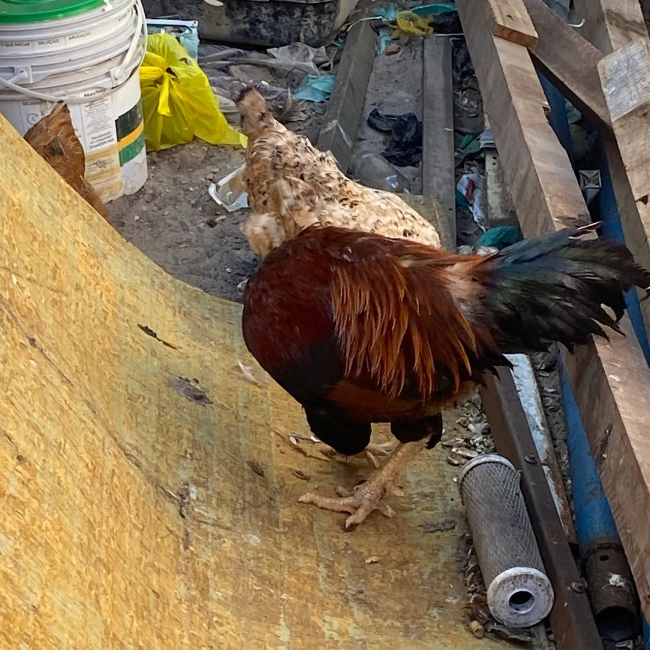 Galinha e galo  - Foto 2
