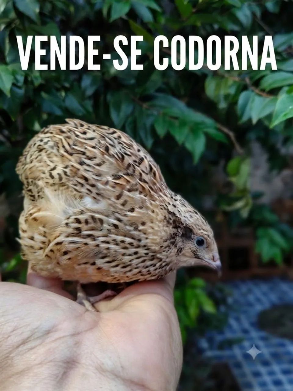 Codorna 