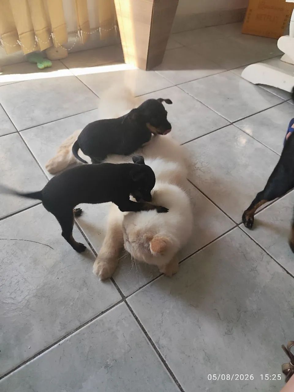 Filhotes de Pinscher  - Foto 5