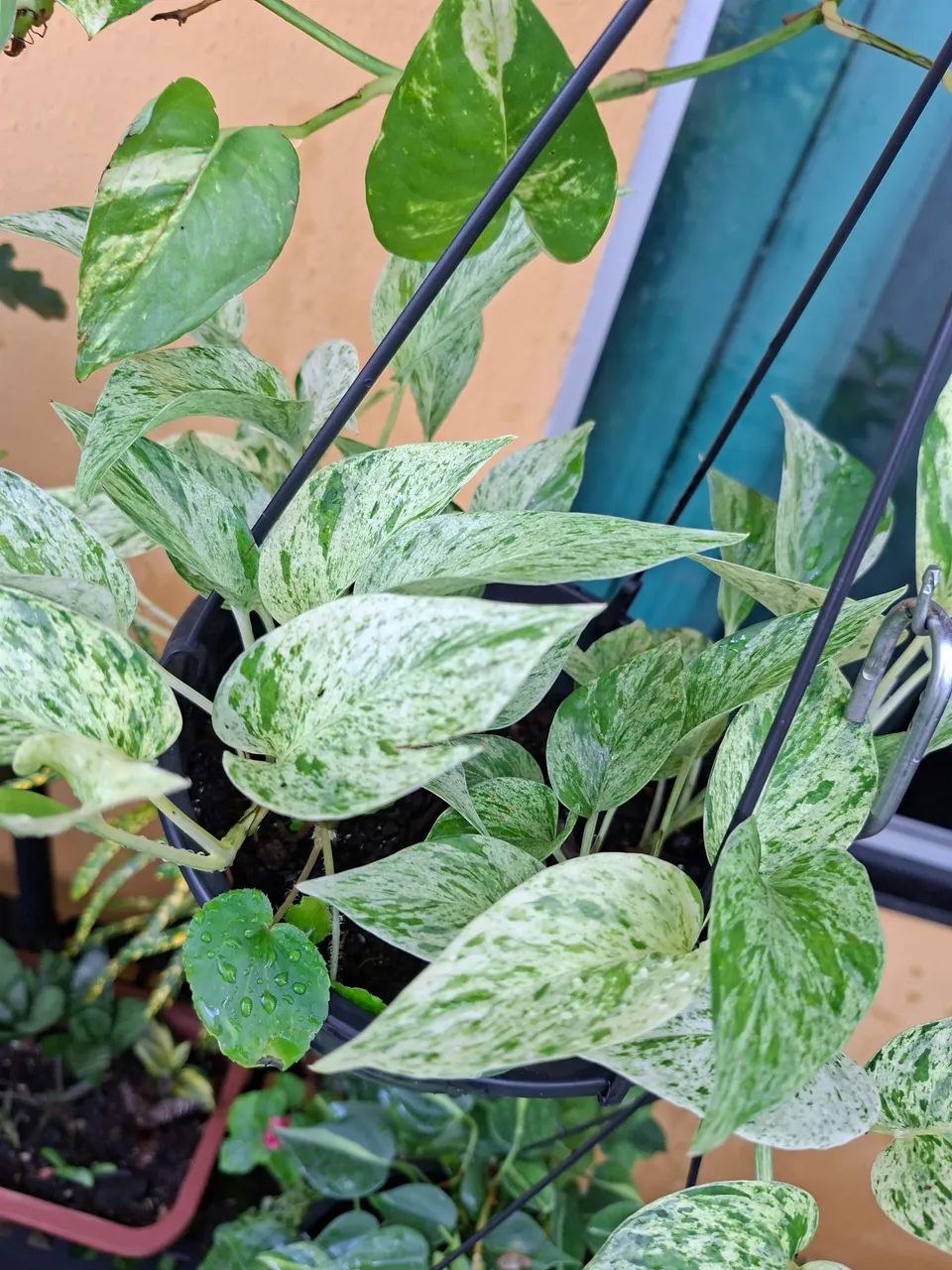 Planta