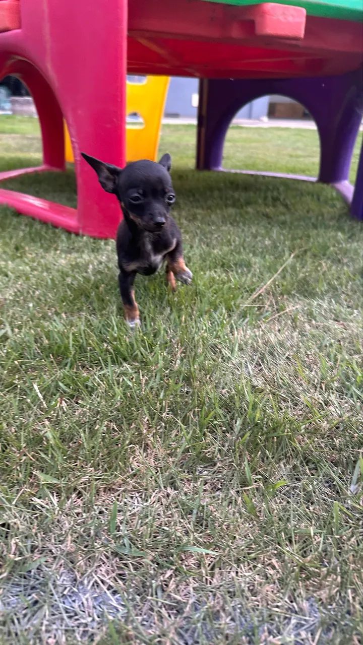 Pinscher 0 machos e fêmeas