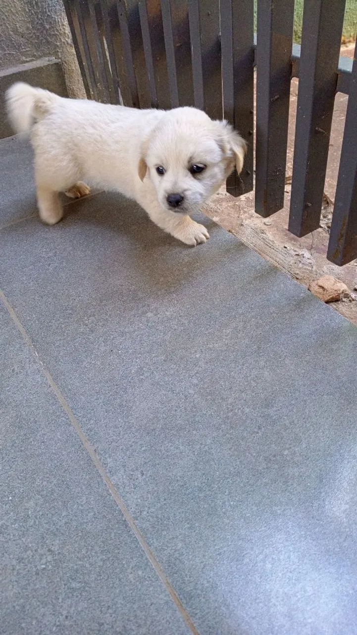Lhasa Apso filhotes  - Foto 3