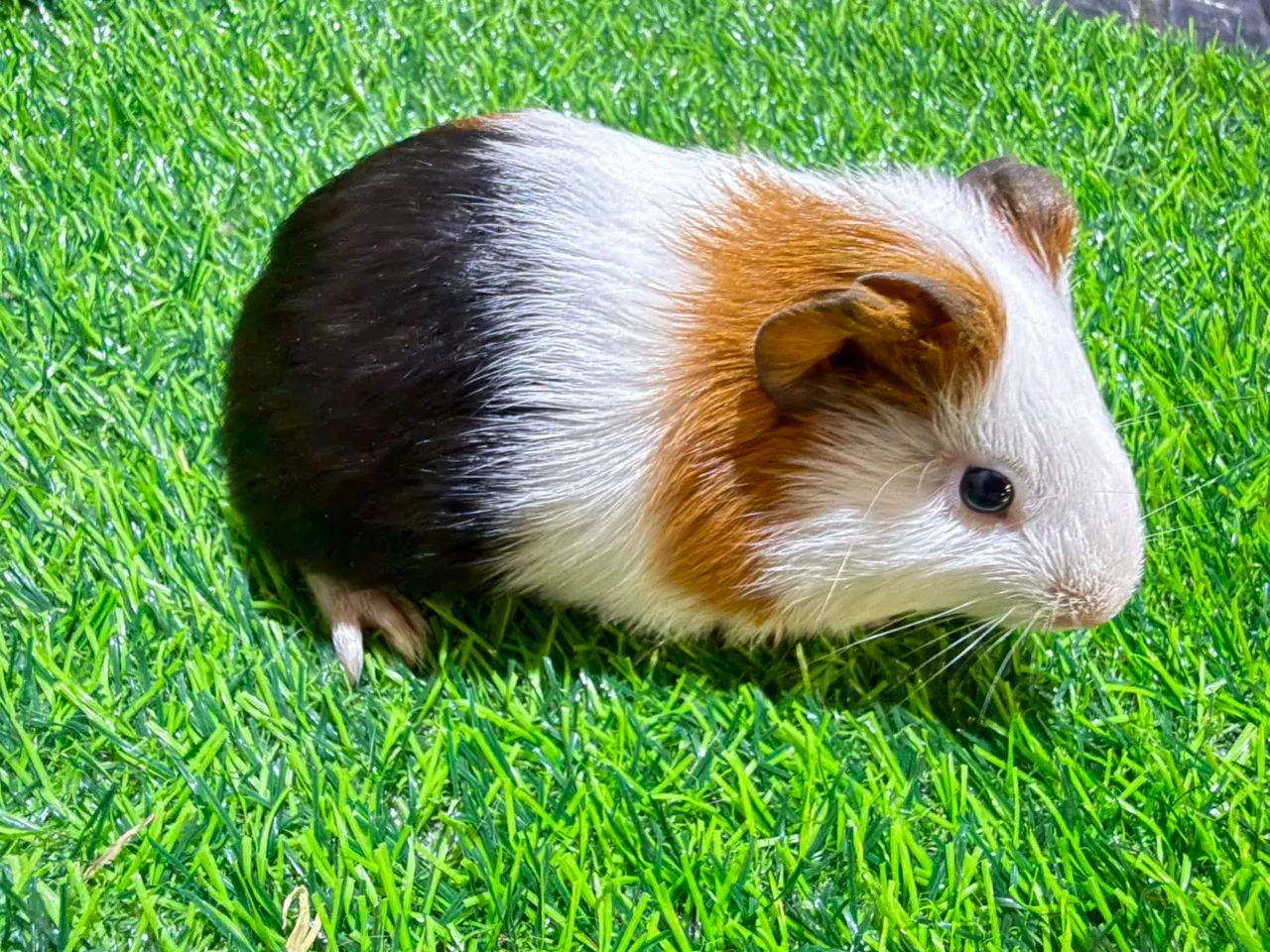 Filhotes de Porquinho da Índia 