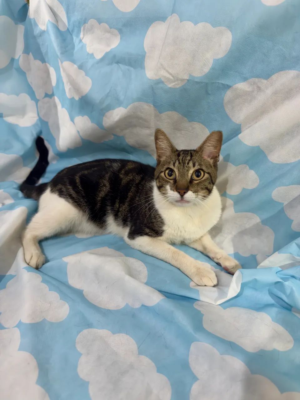 Gatinho castrado para doação  - Foto 3
