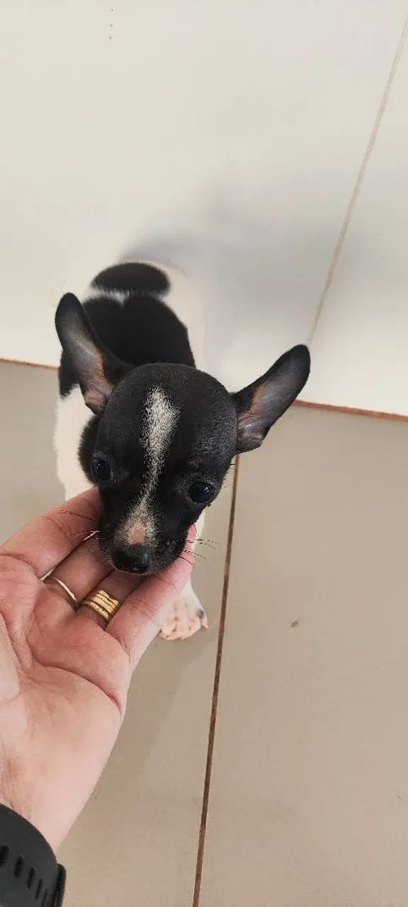 Pinscher 2 meses  - Foto 2