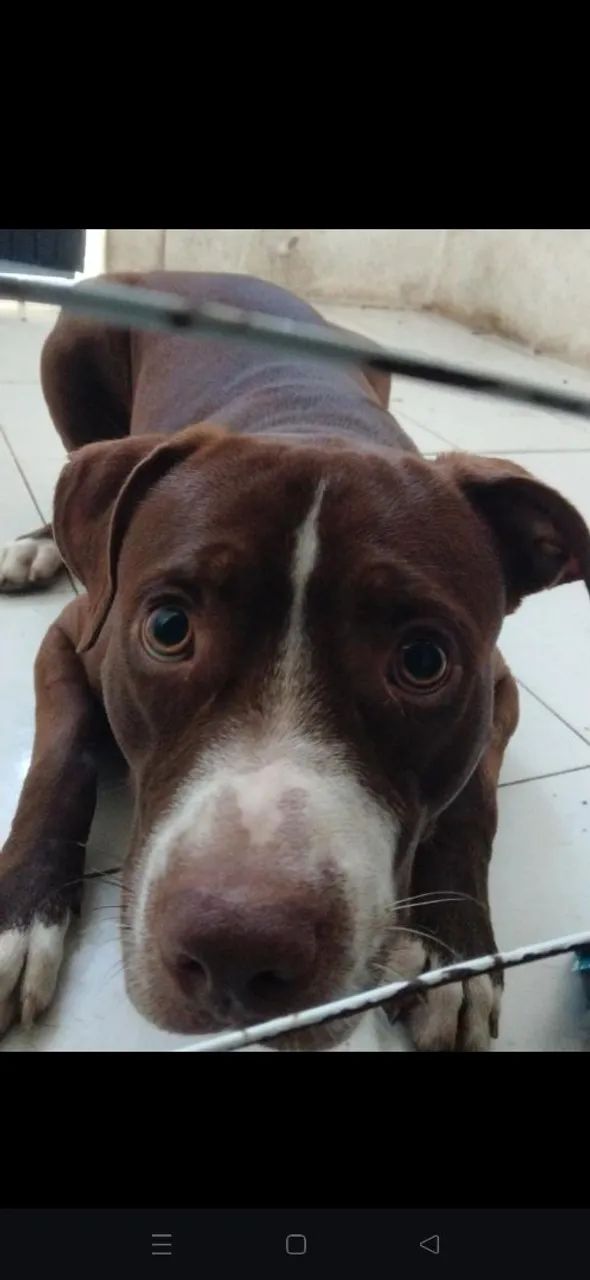 Cachorro para doação  - Foto 2