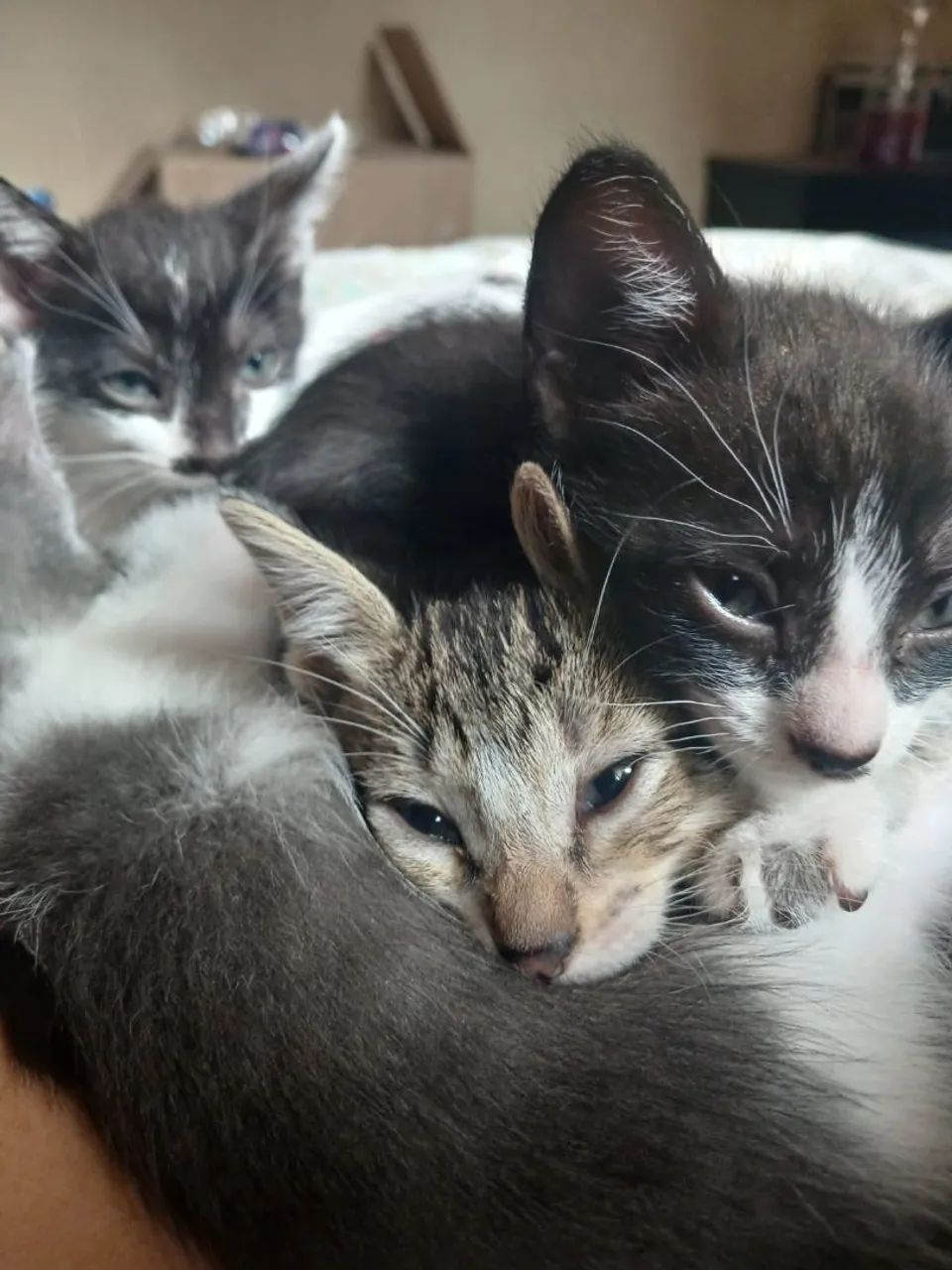 gatinhos pra adoção  - Foto 4
