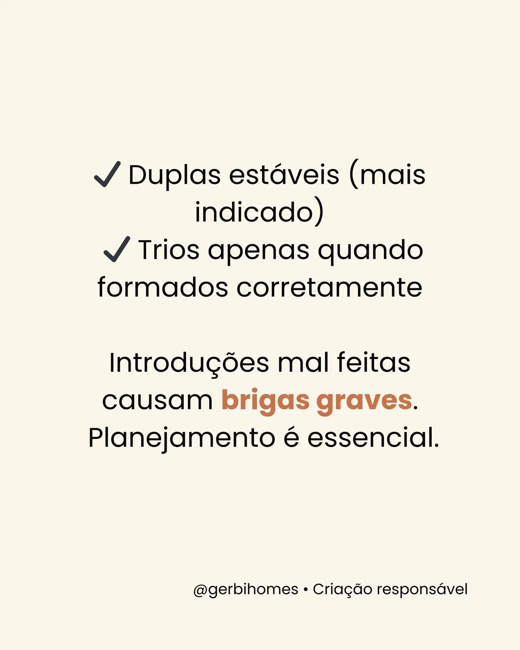 Gerbil |Esquilo da Mongólia| Gerbo  - Foto 4