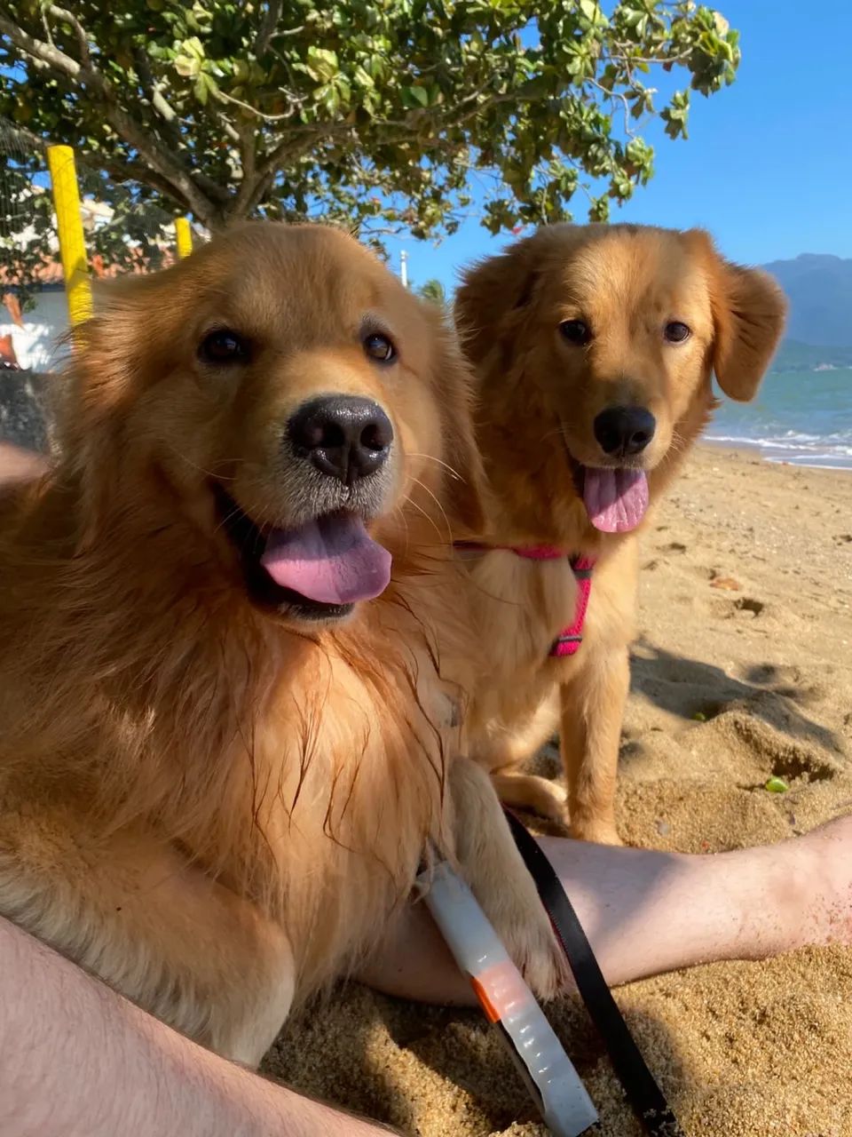 Golden Retriever - Foto 5