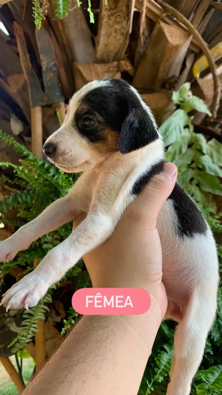 ADOÇÃO  - Foto 4