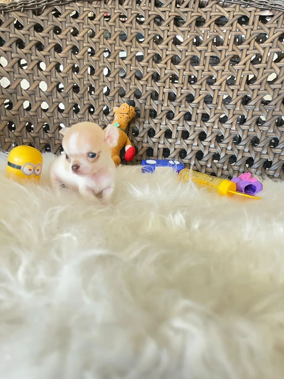 Chihuahua macho micro  - Foto 5