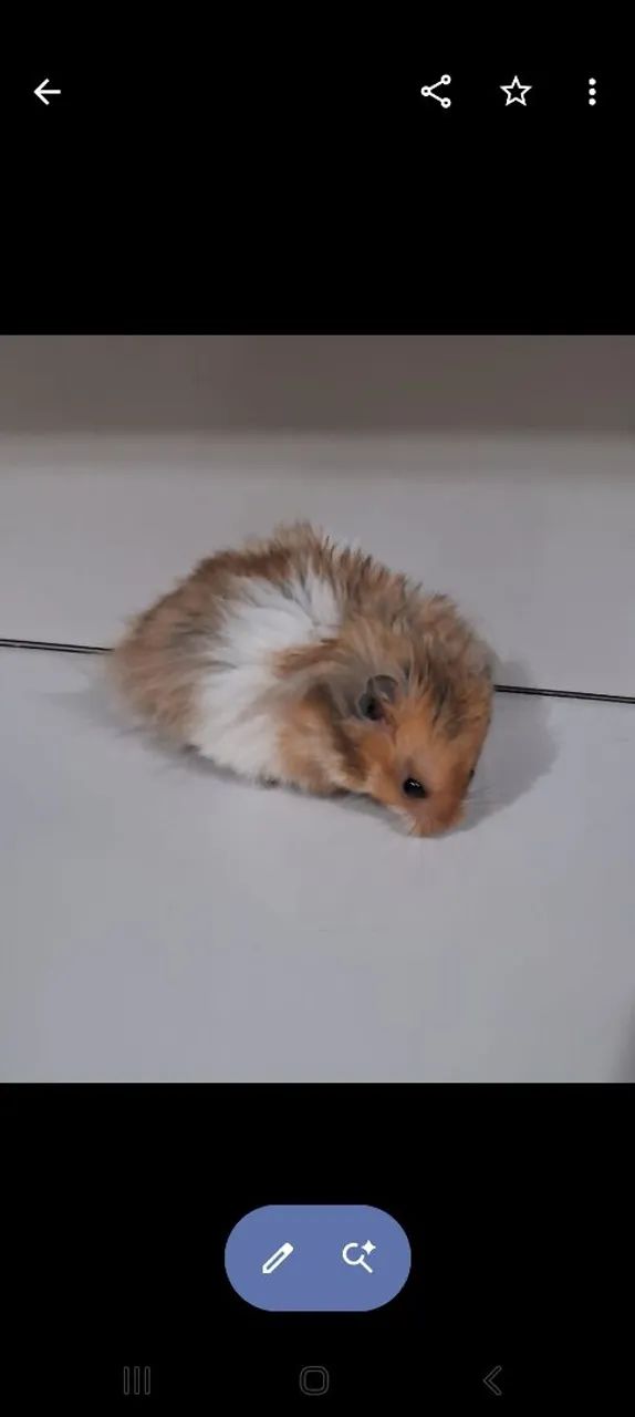 Hamster Sírios  - Foto 4