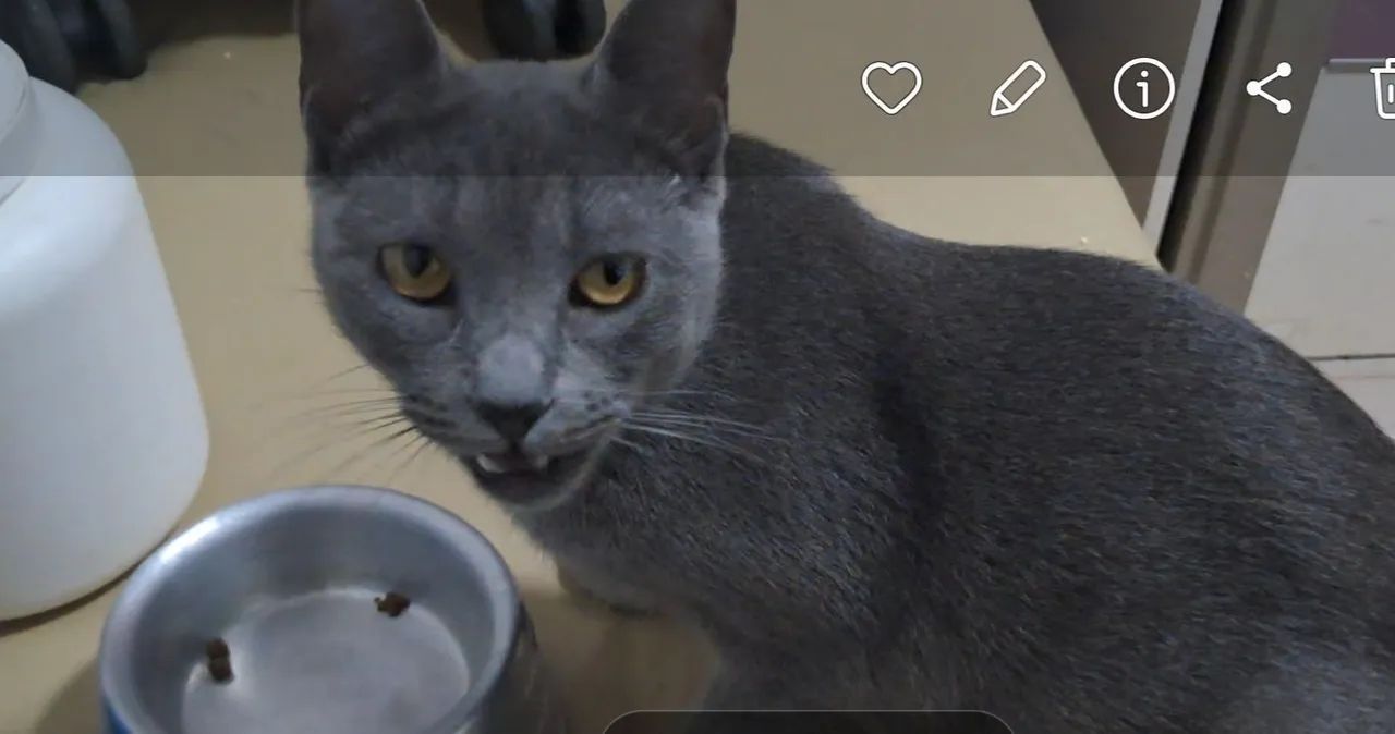 Vende essa gatinha fofura remedinho que cura anciedade solidaoinho - Foto 2