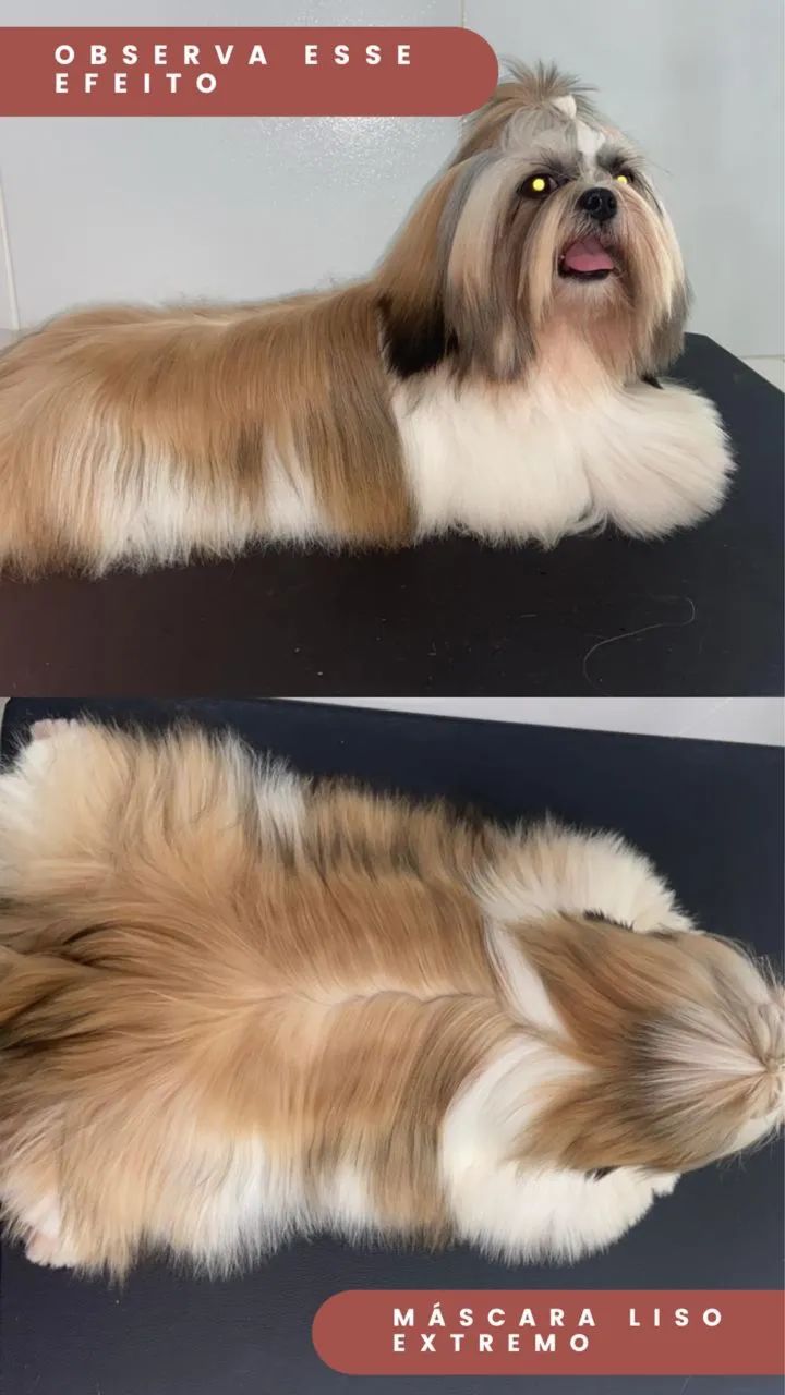 Filhotes de shitzu entrega imediata - Foto 4