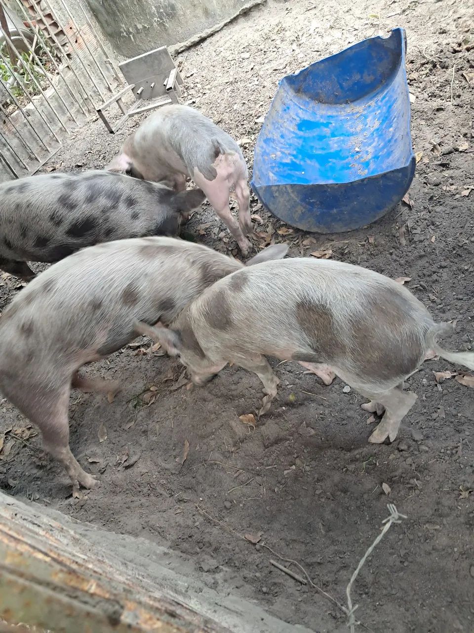 Suinos - Foto 2