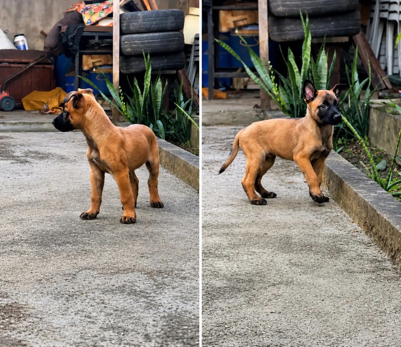 Filhote de pastor malinois 