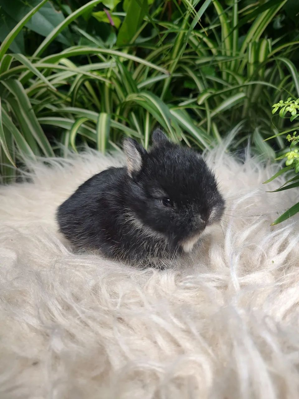 Coelho netherland Dwarf - Foto 2