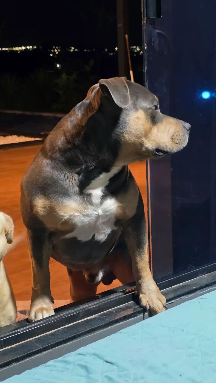 American bully pra cruza - Foto 2