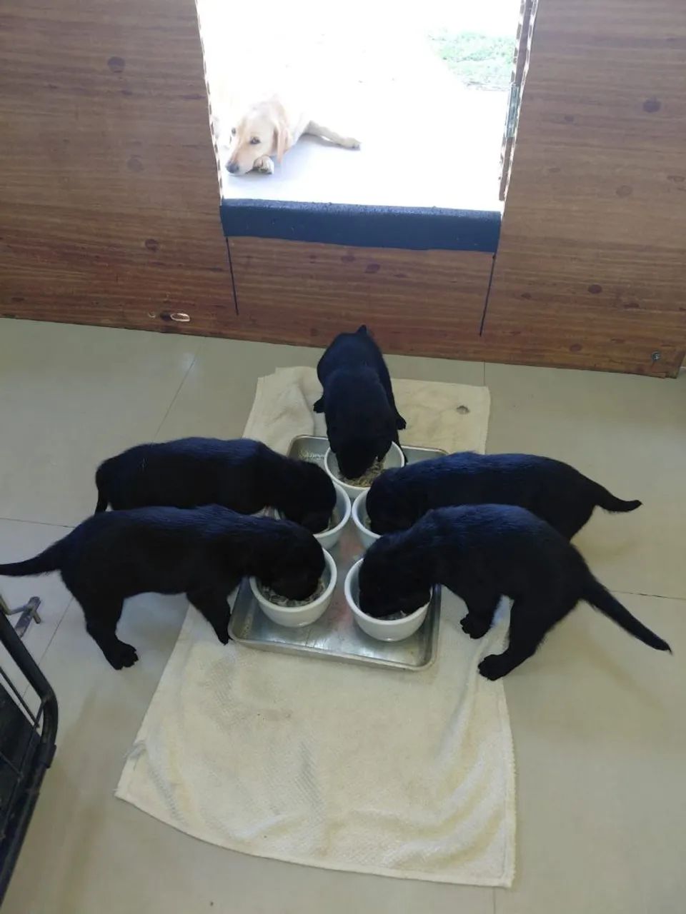 LABRADOR - Foto 2