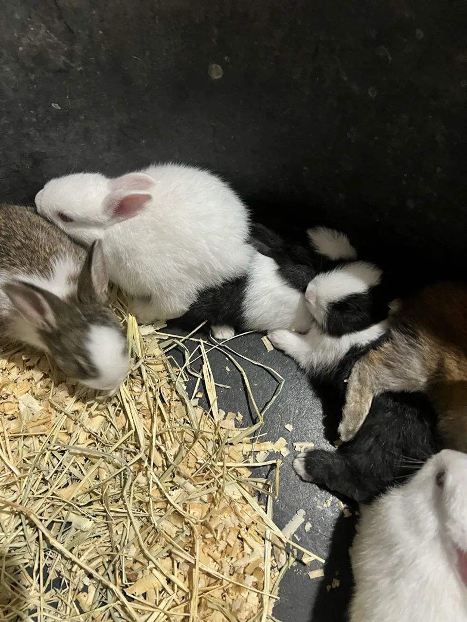 Vendo coelhos  - Foto 3