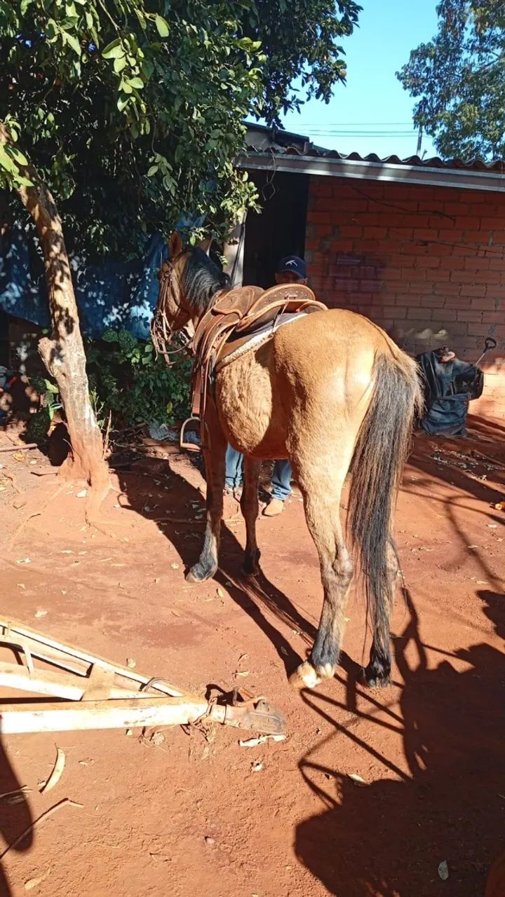 Polda dois anos e meio - Foto 2