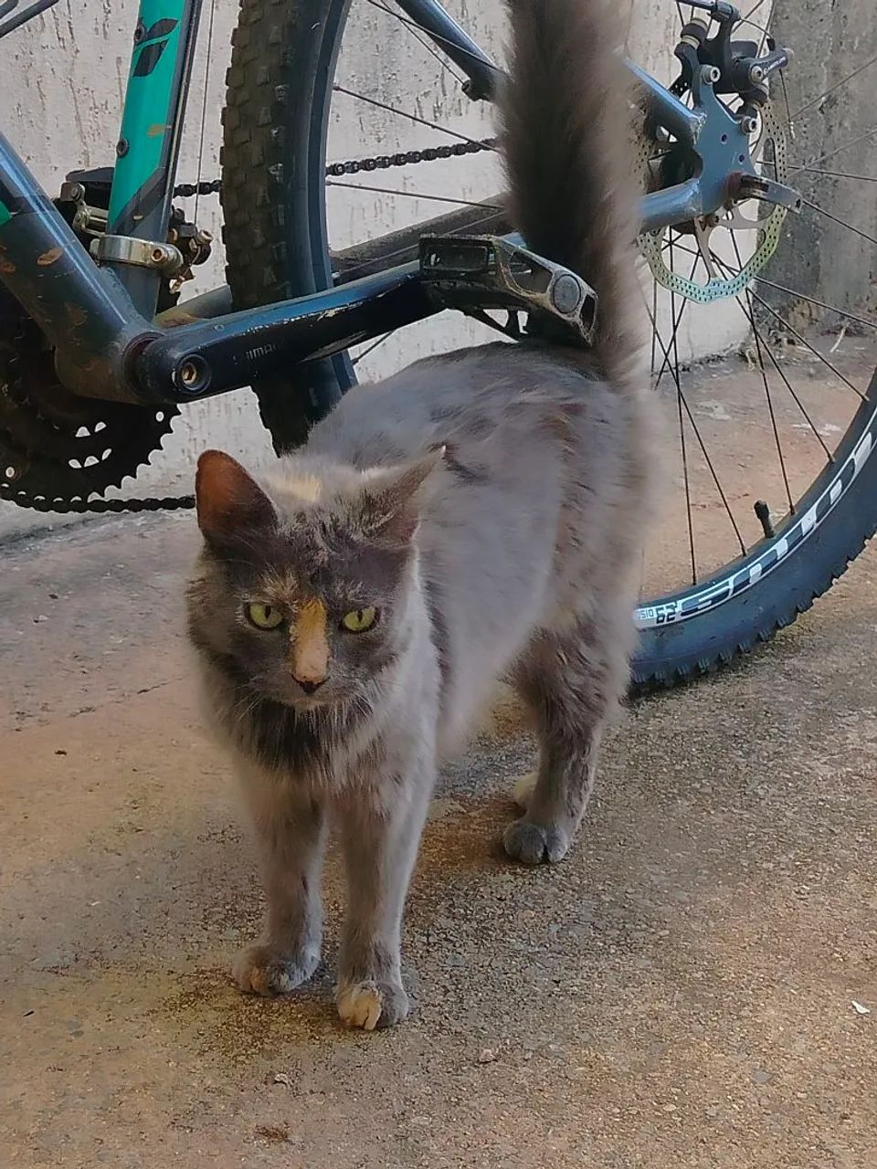 Gata siberiana