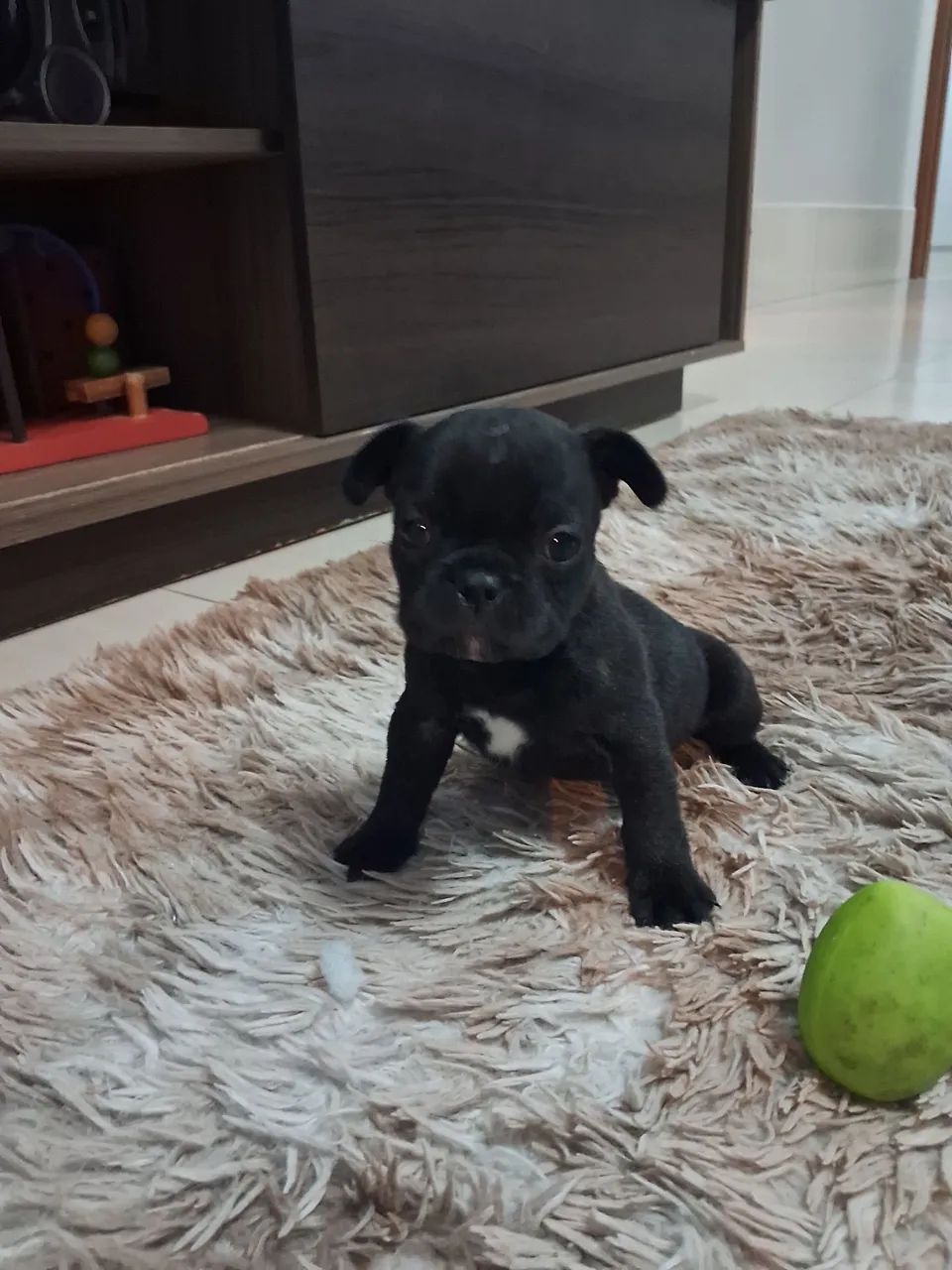 Filhotes buldogue francês  - Foto 3