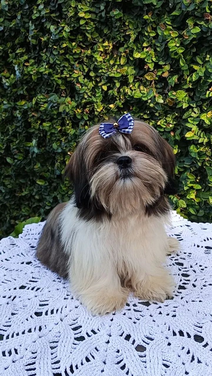 Shih tzu machinho