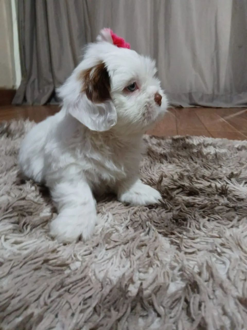 Lhasa apsso lindos bebes