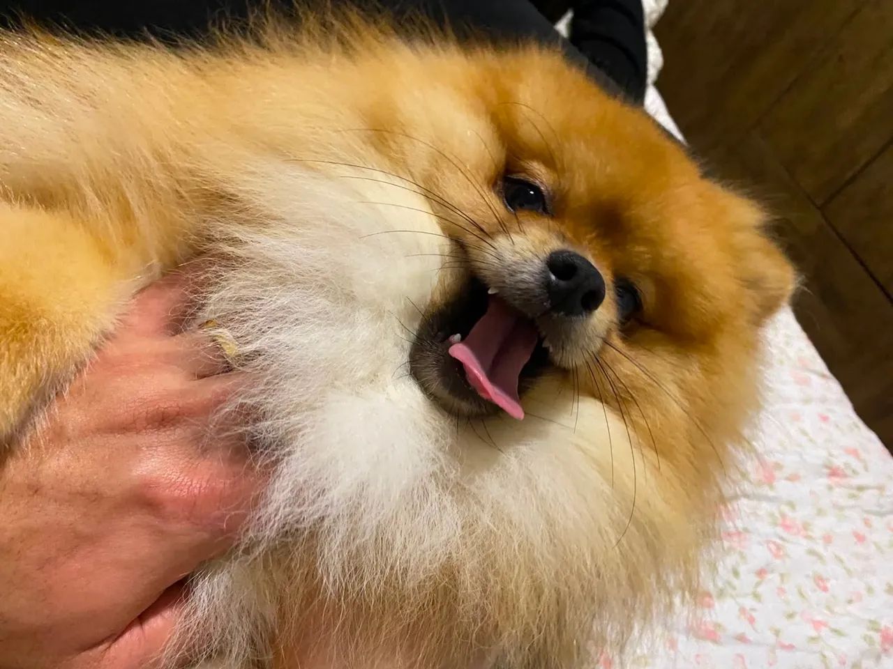Cachorro - Foto 2