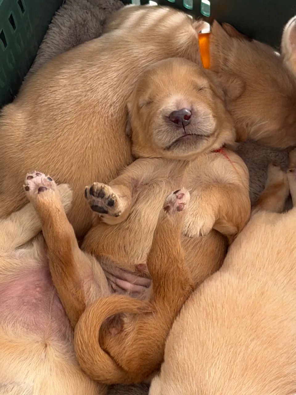 Golden Retriever