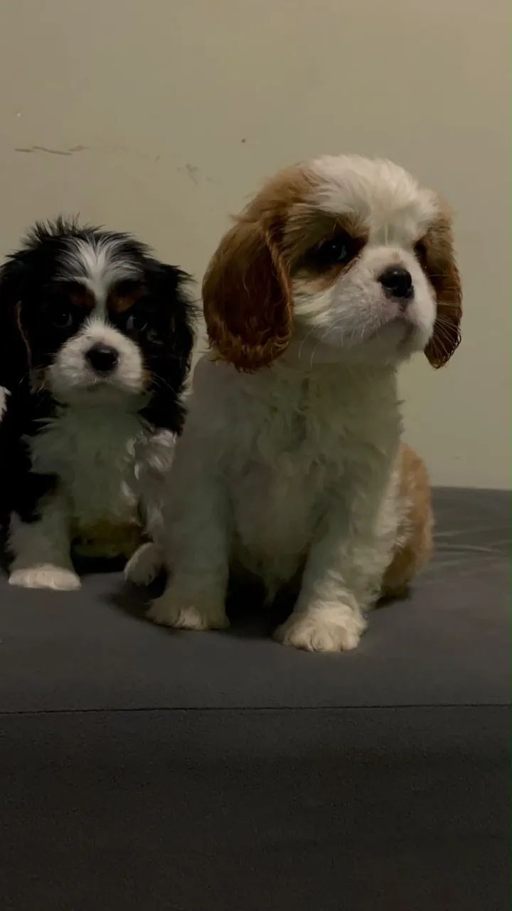 Cavalier filhotes a pronta entrega 