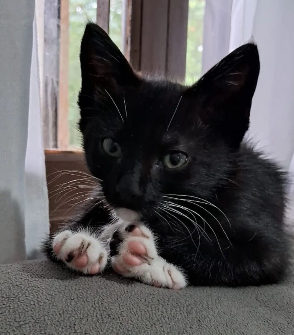 Gato macho filhote um mês