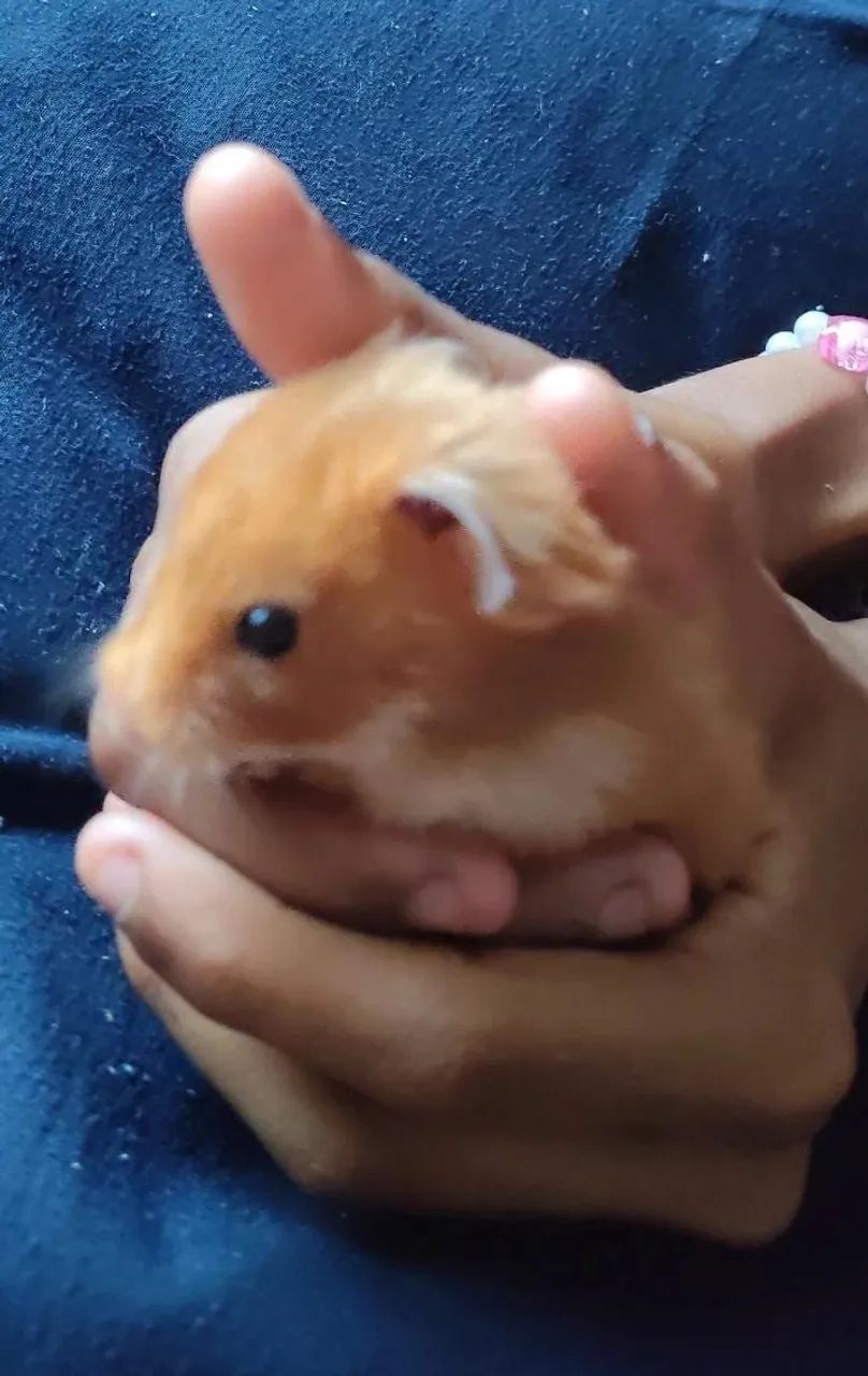 DOAÇÃO HAMSTER - Foto 2