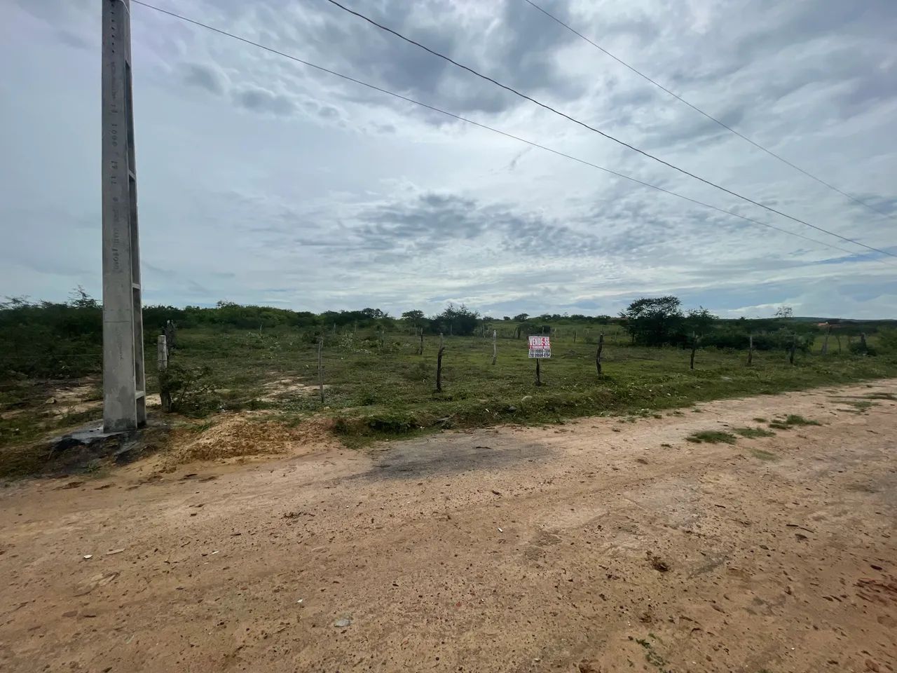 Foto - Lagarto - 