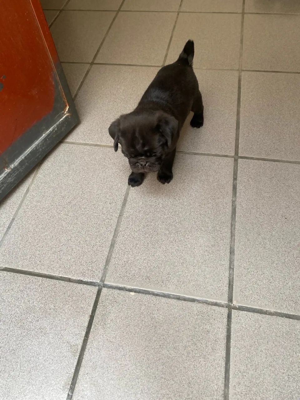 Pug - Foto 3