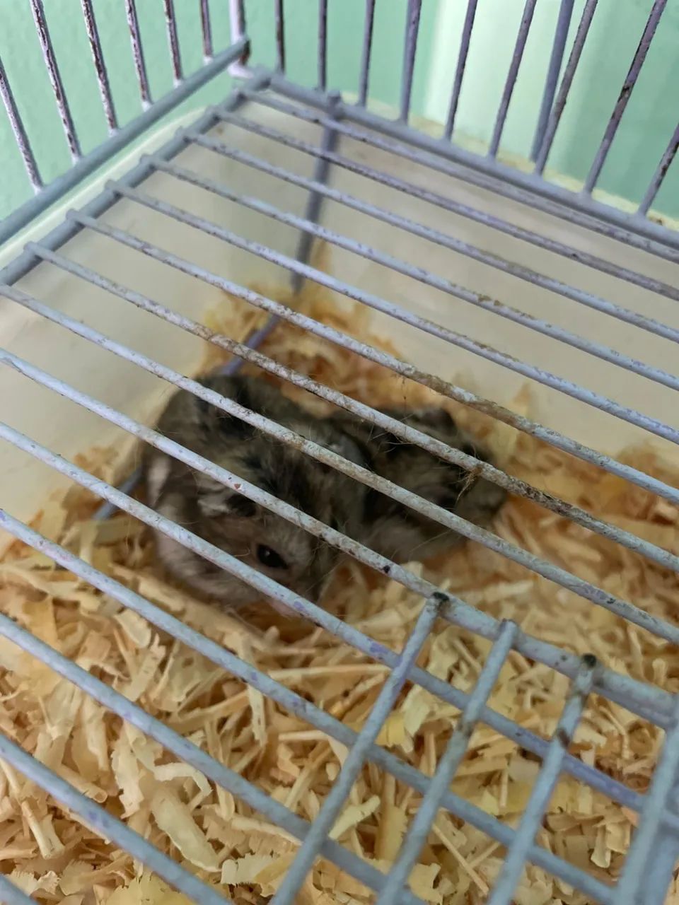 Hamister anão russo mais gaiolas  - Foto 4