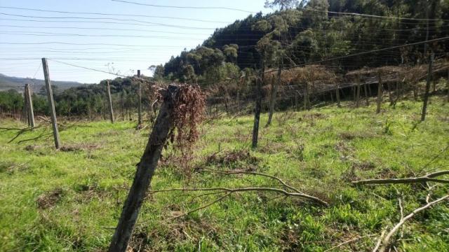 Chácara à venda, 29900 m² por R$ 189.999 - Bacaetava - Colombo/PR - Foto 9